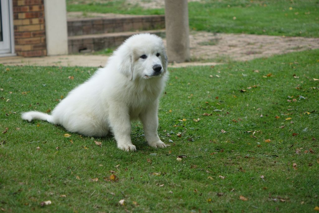 Du domaine des ducs de bretagne - Chiot disponible  - Chien de Montagne des Pyrenees