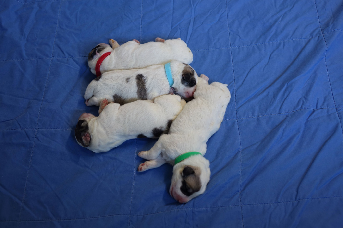 Du domaine des ducs de bretagne - Chiots disponibles - Chien de Montagne des Pyrenees