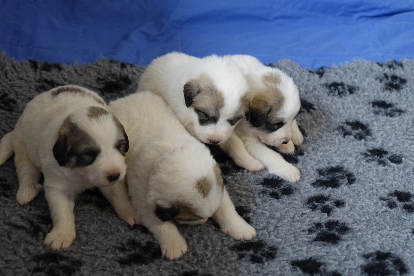 Du domaine des ducs de bretagne - Chiots disponibles - Chien de Montagne des Pyrenees