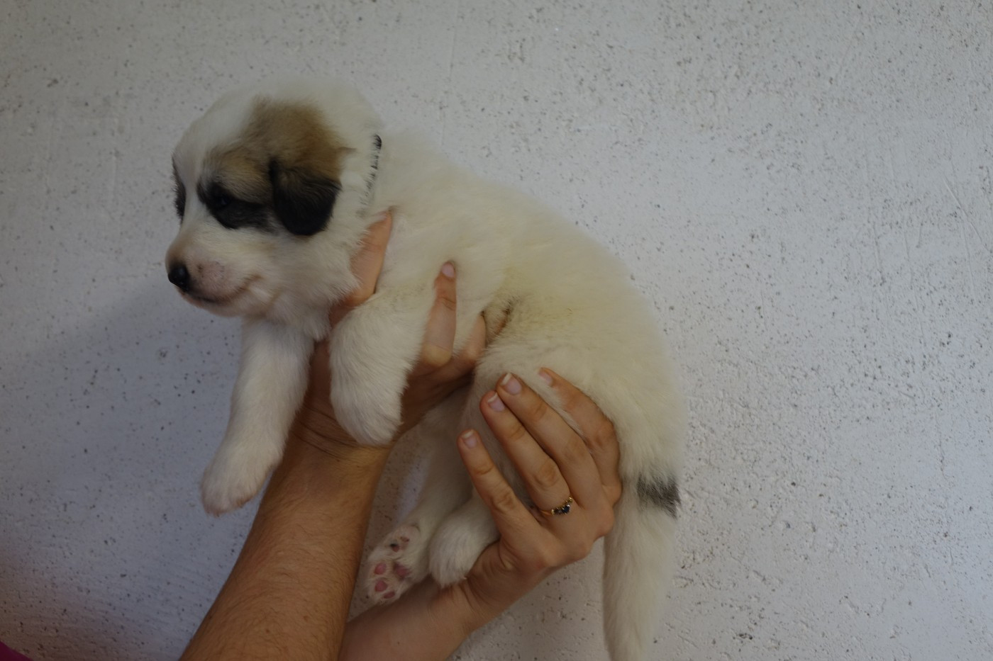 Du domaine des ducs de bretagne - Chiots disponibles - Chien de Montagne des Pyrenees