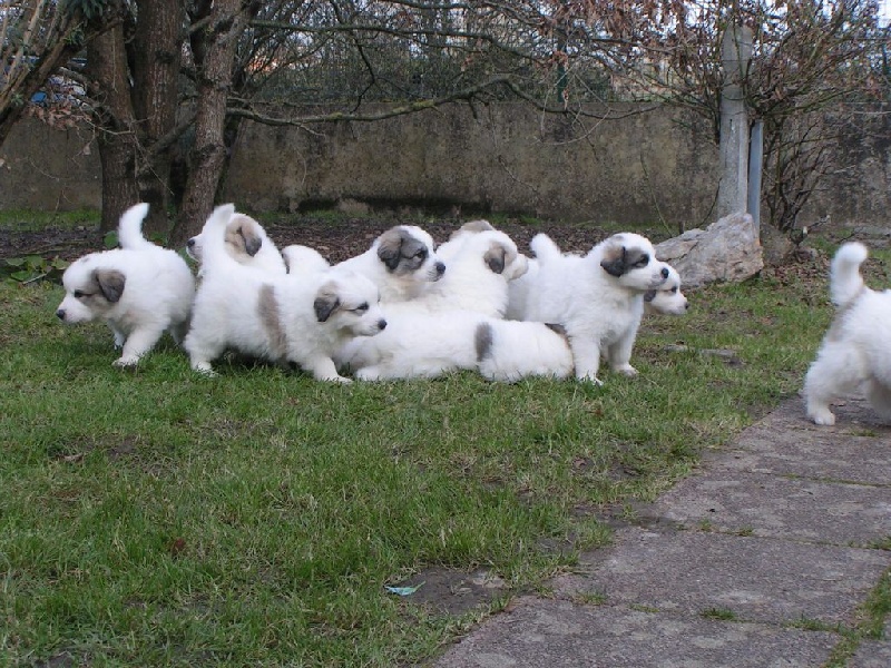 Chiot Chien de Montagne des Pyrenees Du domaine des ducs de bretagne