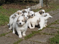CHIOT