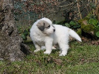 CHIOT