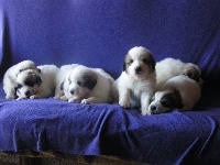 CHIOT