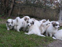 CHIOT