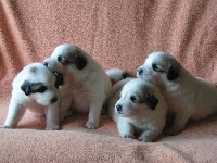 CHIOT