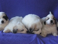 CHIOT